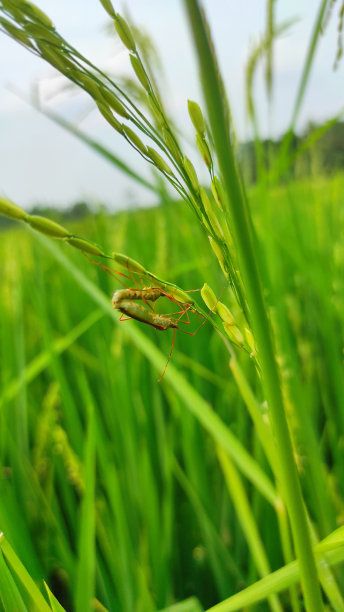 水稻防虫