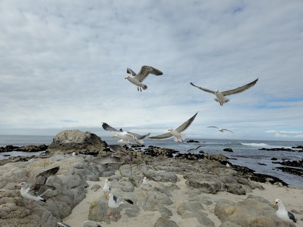 一只海鸥站在海边的岩石上