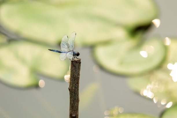 荷花蜻蜓蜜蜂