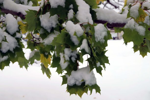 雪天红叶特写