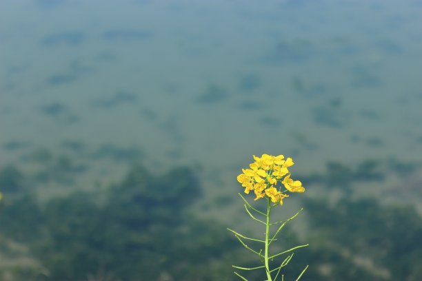 春天 春季 春游 踏青 粉色