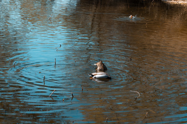 水禽,公鸭,池塘