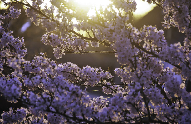 樱花 背光 风景 花朵 粉色 