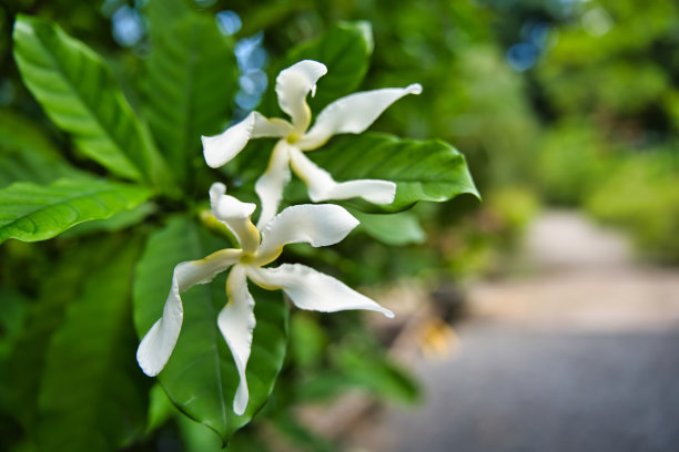 栀子花图片