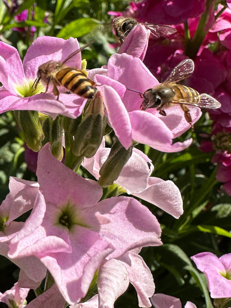 清新绿色植物蜜蜂采蜜大自然