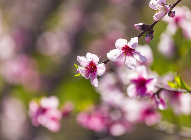 桃树林花卉特写