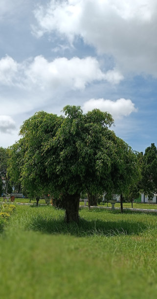 大榕树