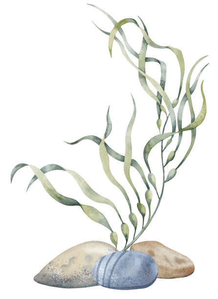 海藻海鲜沙拉