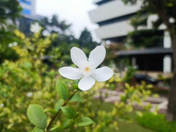 红芙蓉花