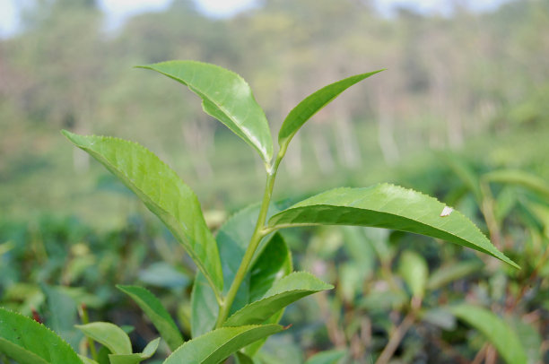 茶壶景观小品