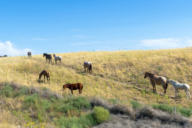 草原上奔跑的马群