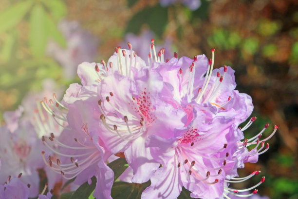 杜鹃花海报