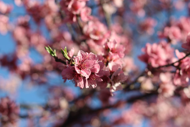 桃树林花卉特写