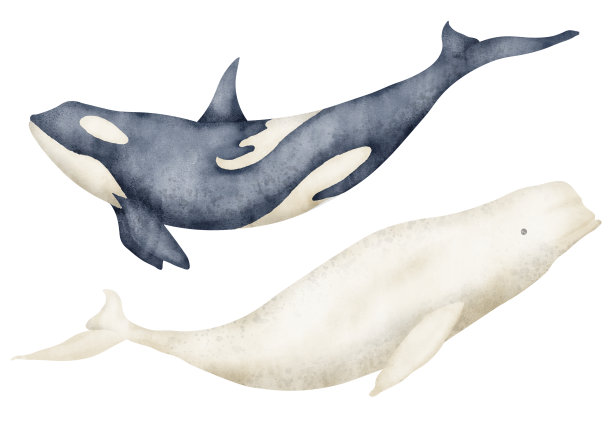 白鲸logo