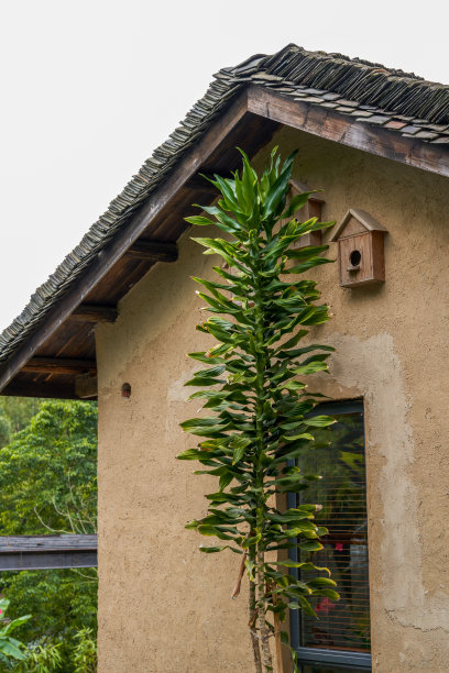 岭南建筑传统建筑