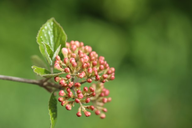 蝴蝶戏珠花