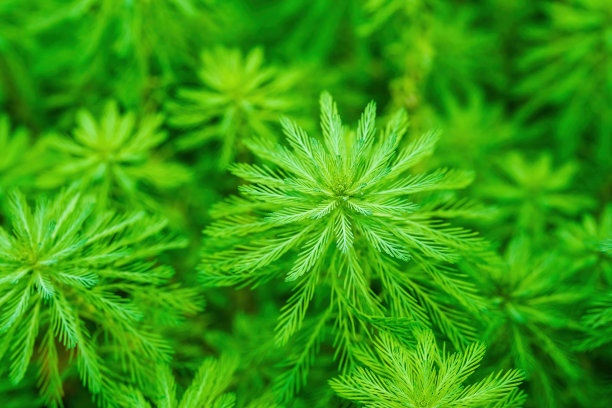 仙人掌 针叶植物