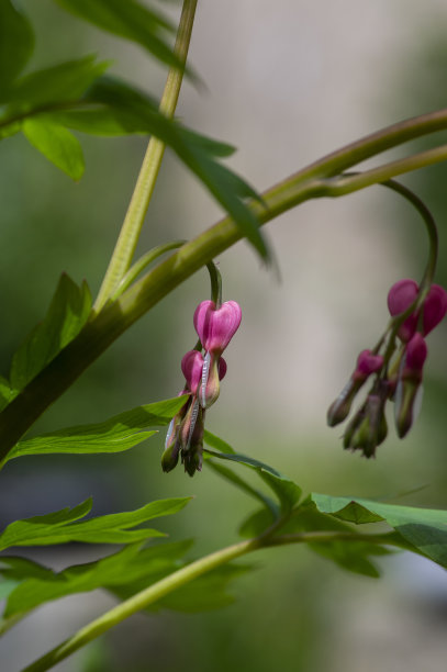 血液,季节,组物体