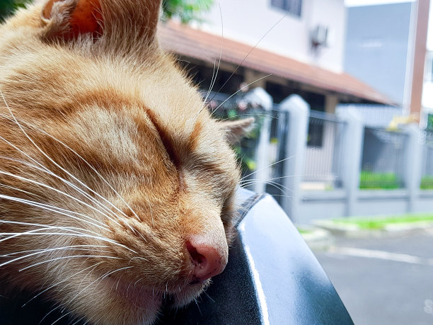 阳光下睡觉的猫