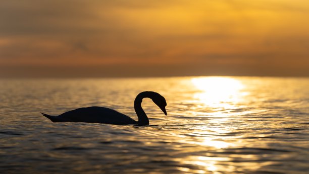 波罗的海黄昏的水鸟