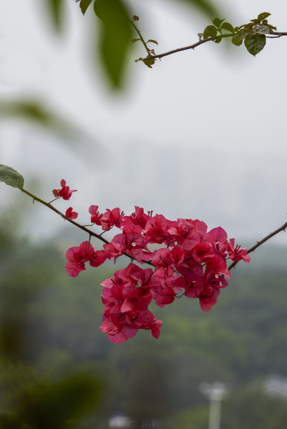 蓝天与月季