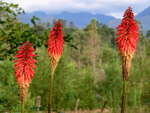 火炬花采蜜