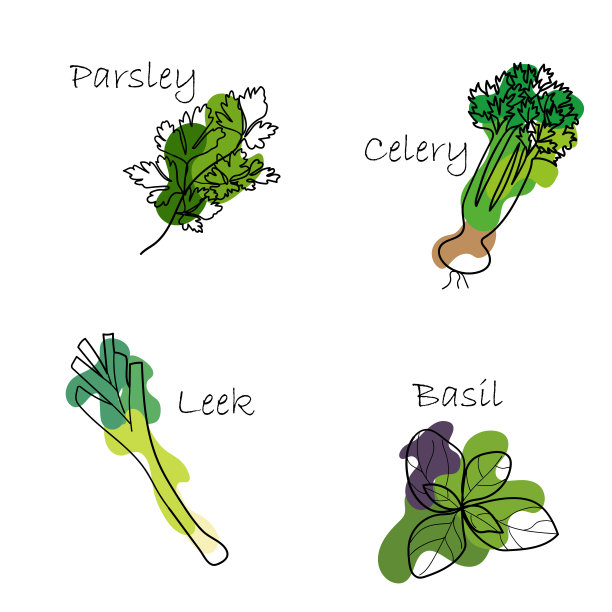 芹菜,菜单,菠菜