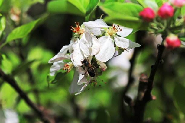 樱花1蜜蜂