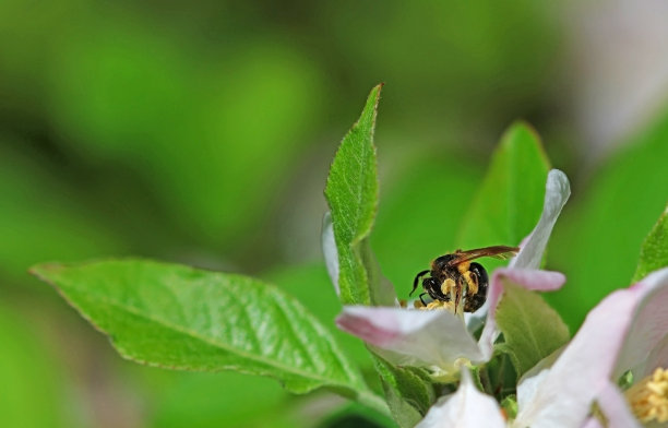 樱花1蜜蜂