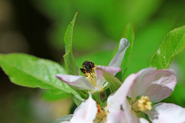 樱花1蜜蜂