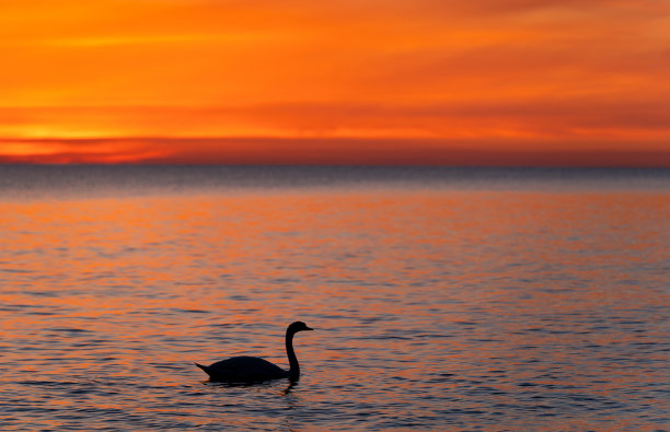 波罗的海黄昏的水鸟