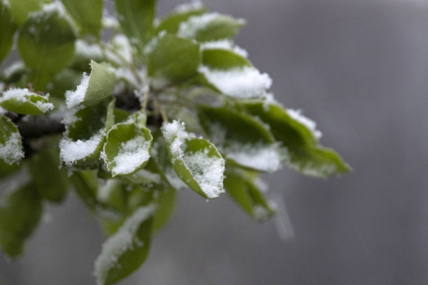 梨花落雪