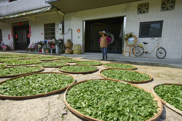 高山乌龙茶生产基地