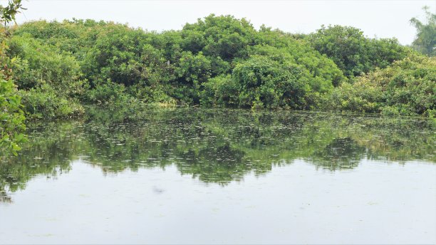 天鹅泉水