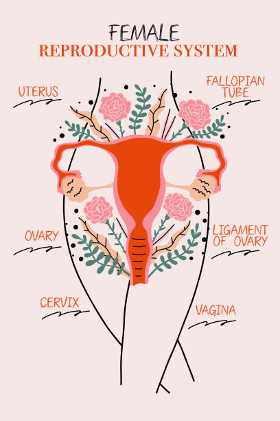 妇科解剖图
