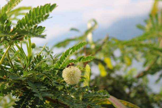 印尼腰果花