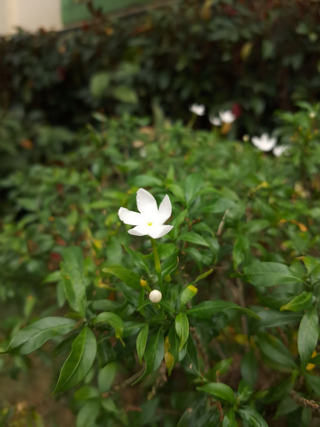 栀子花图片