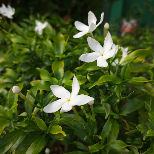 栀子花图片