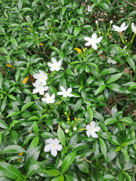 栀子花图片