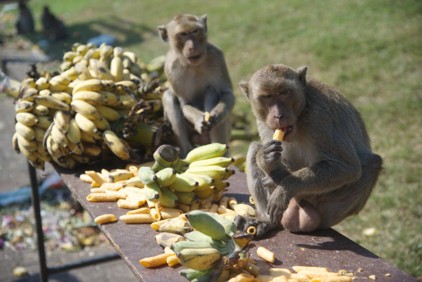 吃零食的猴子