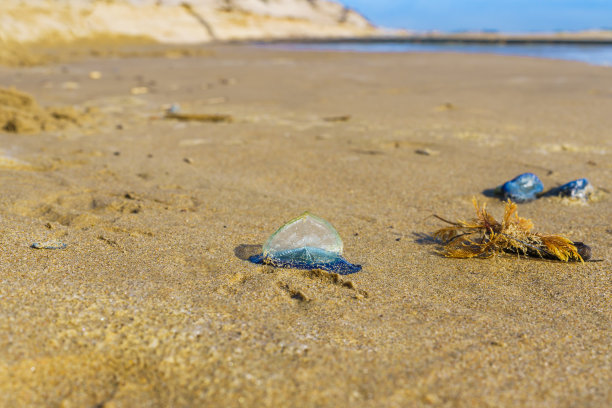 海洋公园里漂浮的水母