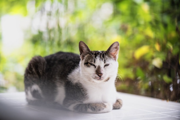 猫的阳台和绿植