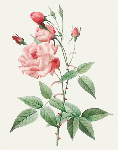牡丹与蔷薇