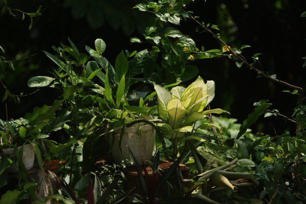 浪漫植树节