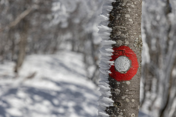 雪山一点红