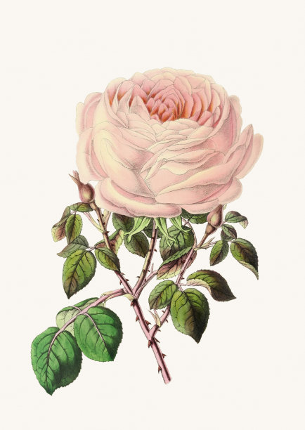 牡丹与蔷薇