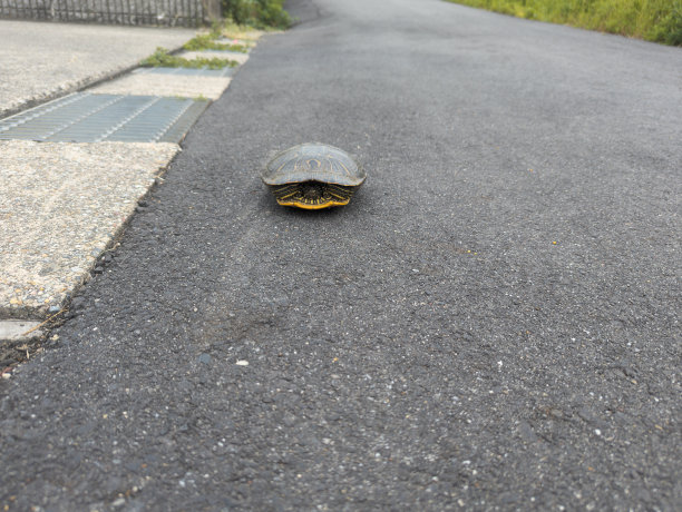 甲鱼底板