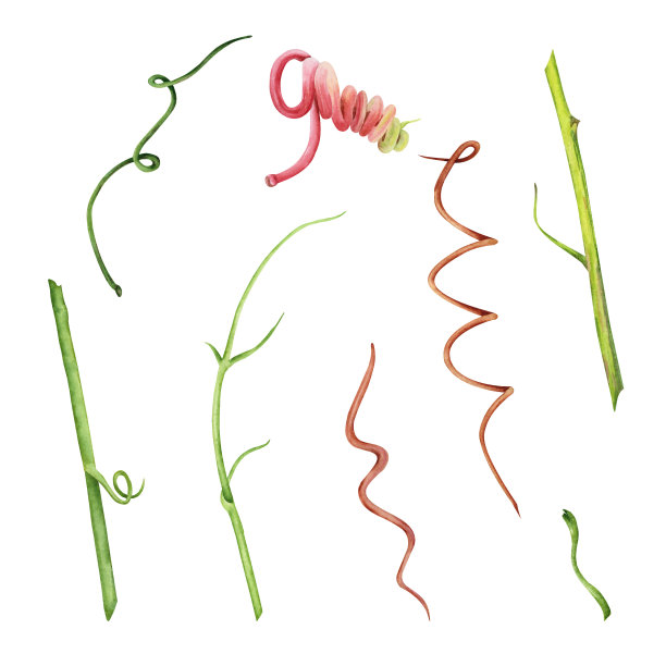 森林物植物花卉花环插画