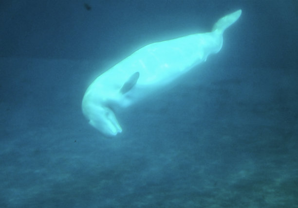 海底世界水族馆海洋馆海洋生物