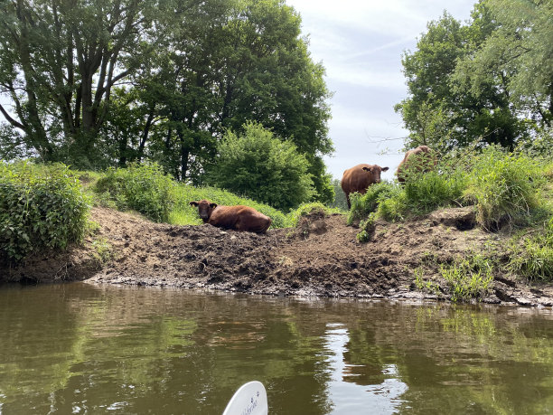 水边的牛群